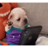 Pibble pal chat 🤣🐶 2