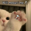 Will meowri me