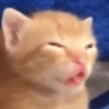 Memes gatos 8