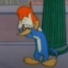 Pica-pau triste