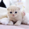 I love cats 4 18