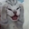 Gatitos Memes😺✨💕4 20