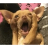 Dog reaction anjing 😈 15