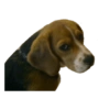 Memes de animais 16