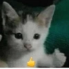 Gatitos Memes😺✨💕4 12