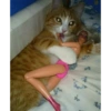 Memes animais 27