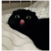Cats random 24