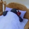 Pingu  15