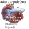 aku nggak tau aku halfmoony bubblehumble calmaldive tropicute