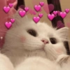 Gatinhos apaixonados 😻 5