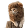 ☆funny pets 13