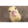 Aleatório 24