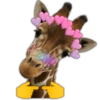 🐱Animalitos random🐕 14