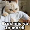 Animalitos con frases 3❤️😎 22