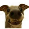 ☆funny pets 8