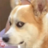 Dog reaction anjing 😈 9