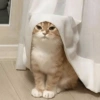 Gatinhos de humor 13