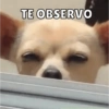 TE OBSERVO