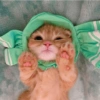 I love cats 4 8