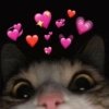 Gatinhos apaixonados 😻 20