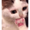 Gatos tristes 9