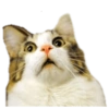 Dogs and Cats 7
