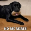 NO ME MIRES