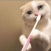 Gatitos tristes 21