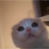 Gatos xd jajaj😂 14