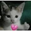 Reacciones Gatitos 9 12