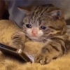 Gatitos tristes 19