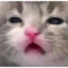 Memes de animais 14
