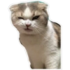 Cats random 16