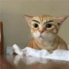 Cats random 19