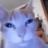 Gatos xd jajaj😂 5