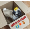 典 quiero un regali re