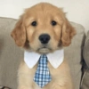 Perritos Cute 15
