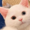 I love cats 4 25
