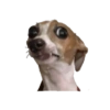 Memes de animais 23