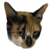 Gata 2 6
