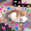 Gatinhos apaixonados 😻 6