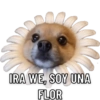 IRA WE, SOY UNA FLOR