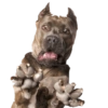 Dogs and Cats 8
