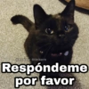 Respóndeme por favor