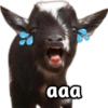 aaa