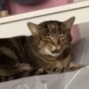 Gatos xd jajaj😂 8