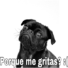 Porque me gritas?