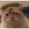 Gatos tristes 8