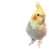 Birds 2.0 28