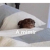 A mimir